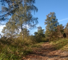 Mountainbiken op de Veluwe 1