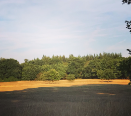 Mountainbiken op de Veluwe 3